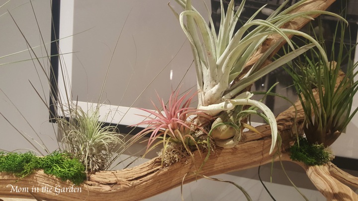 hotel plants with pizazz