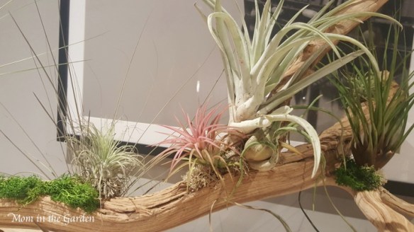 hotel plants with pizazz