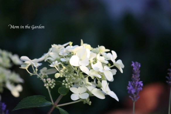 hydrangea paniculata early in the season