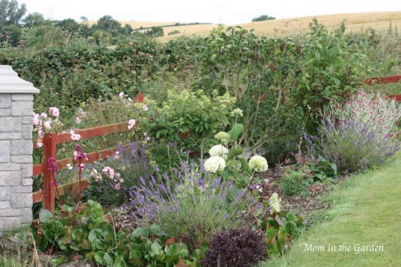 The front gate garden bed in full view