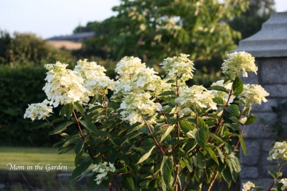 hydrangea paniculata full shrub