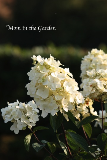 hydrangea paniculata full bloom