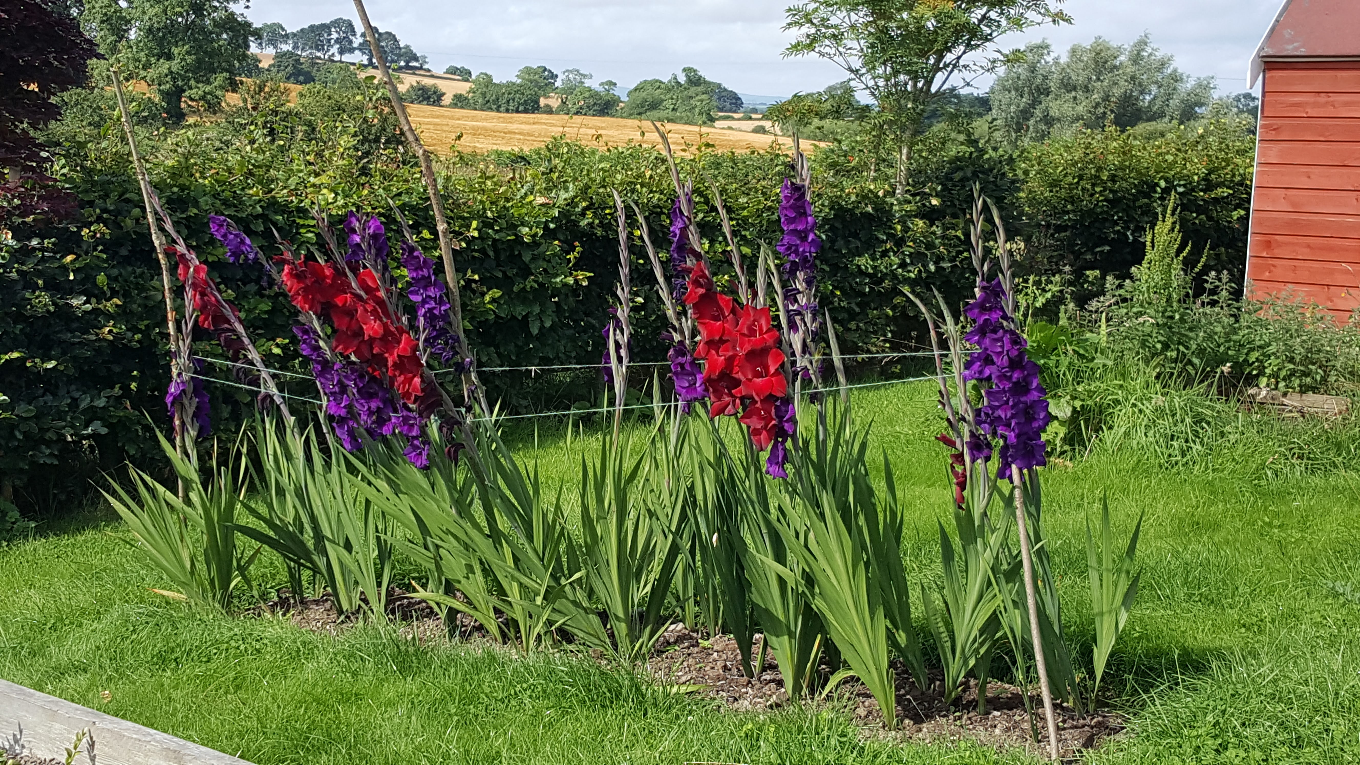 Gladiolus 'dark knights'