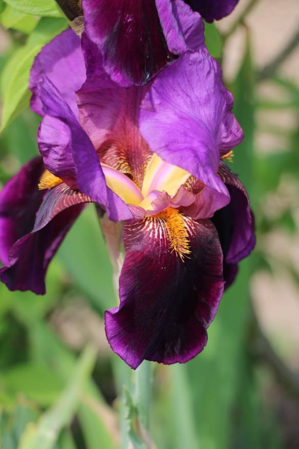 Iris Benton Storrington single flower