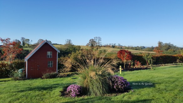 fall view of garden with ornamental grass, aster, playhouse and water butt