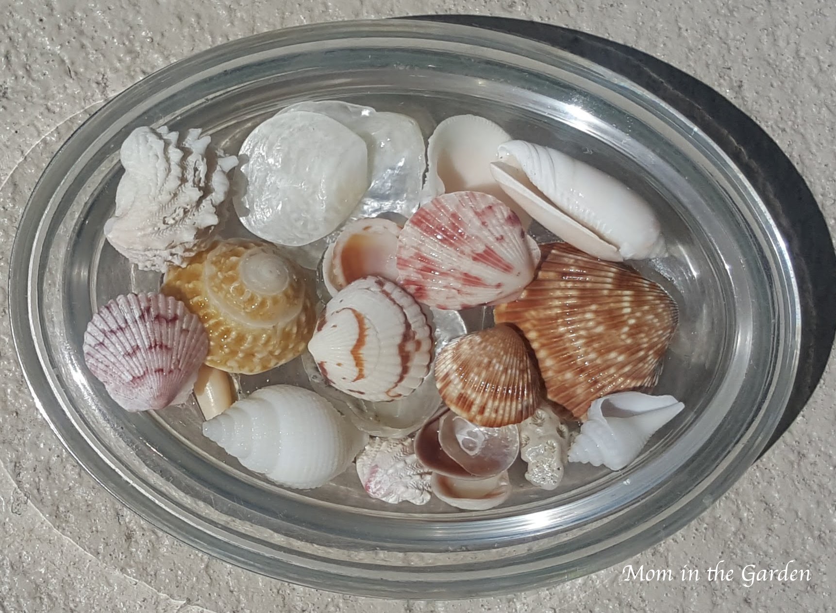 Shells up close | Mom in the Garden