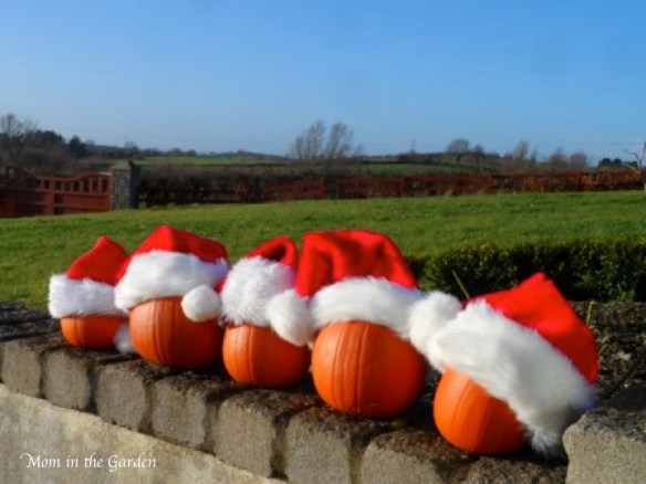 pumpkins with santa hats
