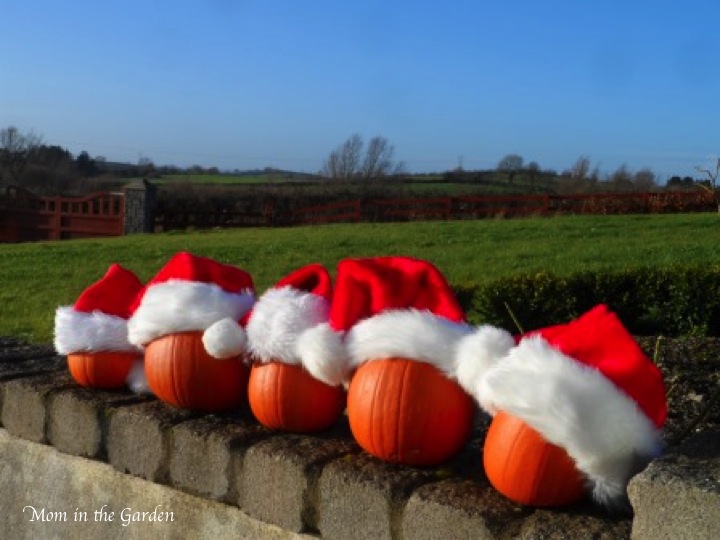 pumpkins with santa hats