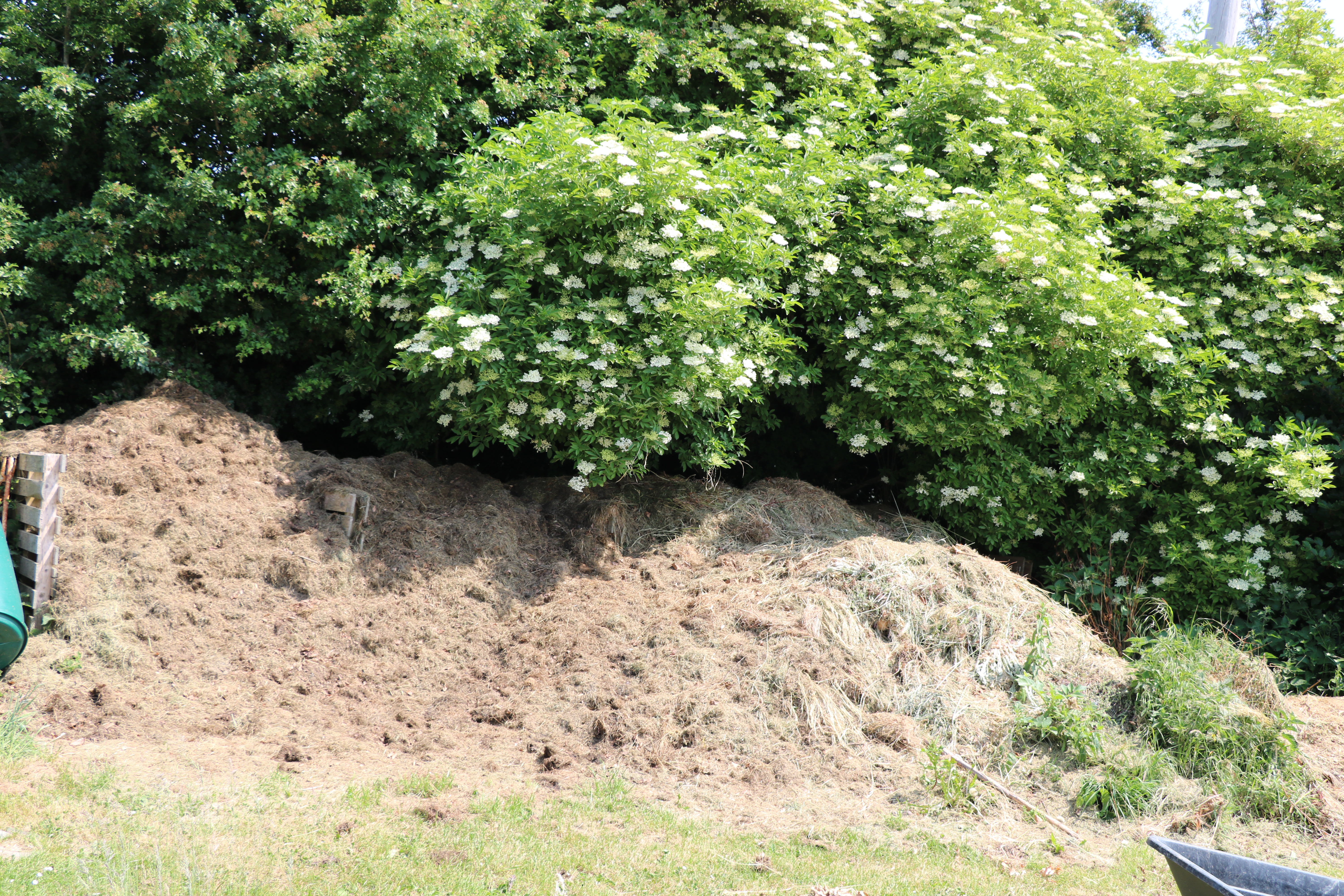 compost heap under Elder trees