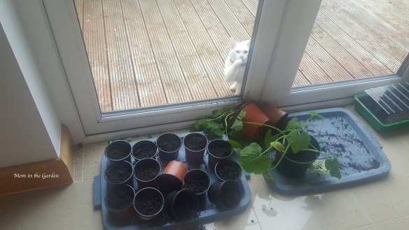 plant pots inside with cat