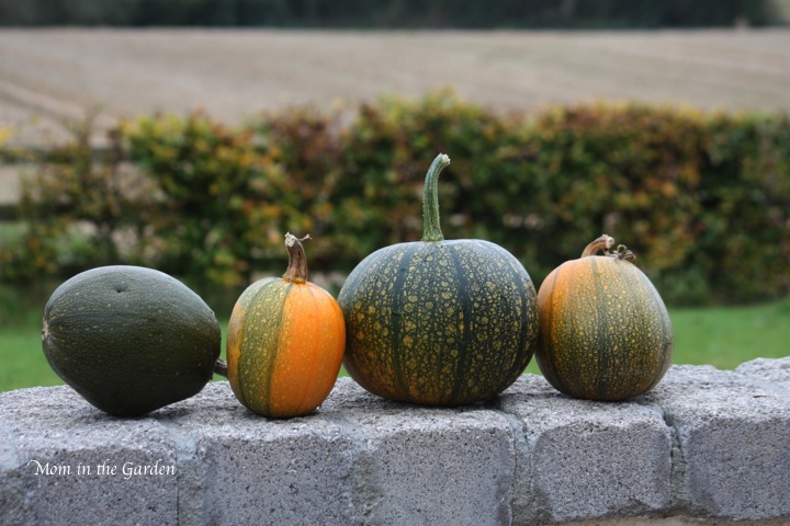four green pumpkins on wall