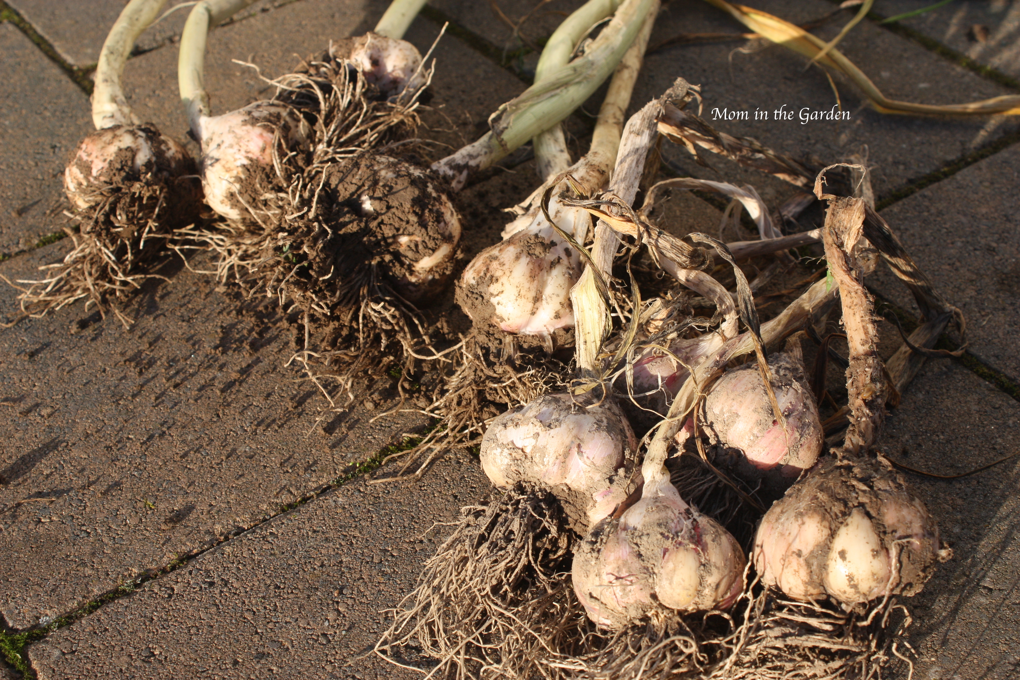 freshly harvested (Cristo) garlic