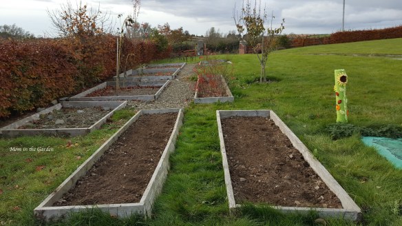freshly planted garlic beds