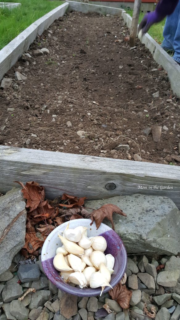 bowl of garlic cloves on cleared planting bed