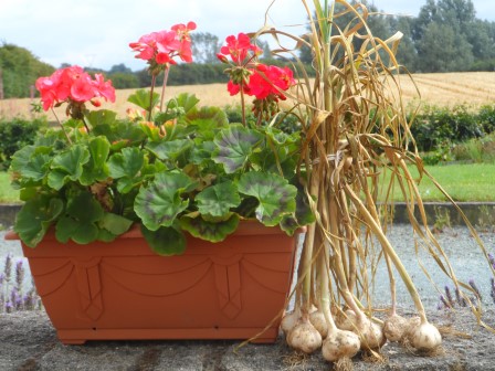 garlic and geranium sitting on wall