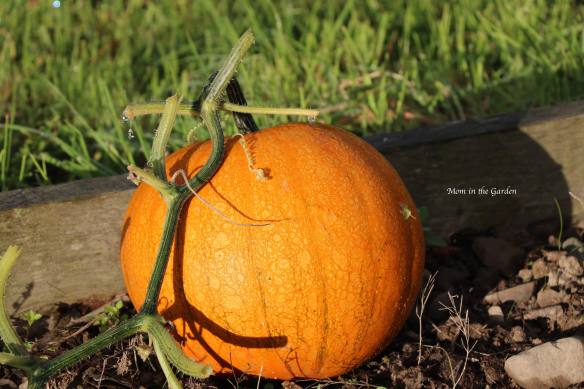 pumpkin in vine