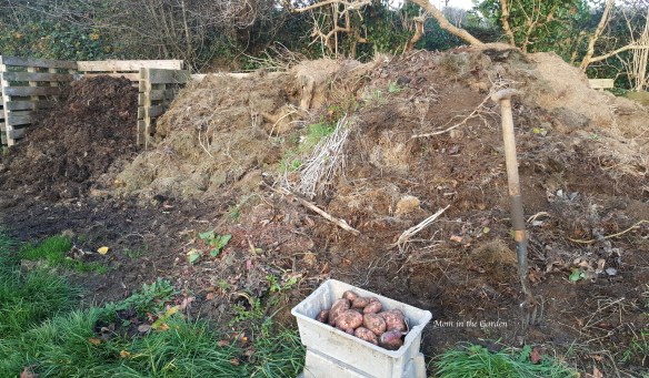 container of potatoes from compost pile