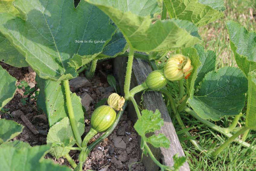 two pumpkins just forming under their blossoms