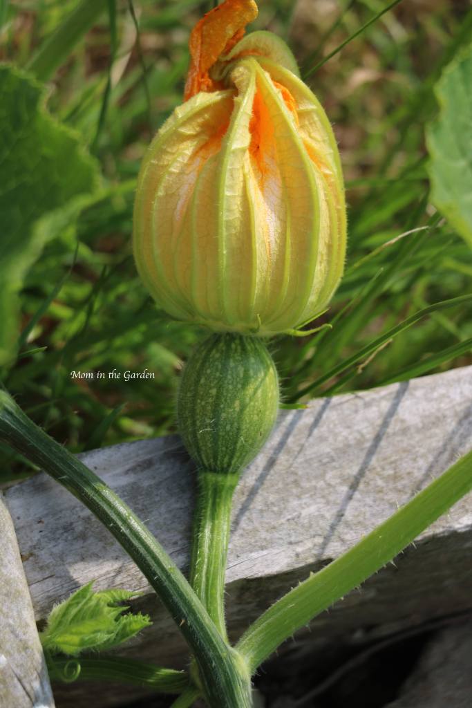 female pumpkin flower atop of baby pumkin