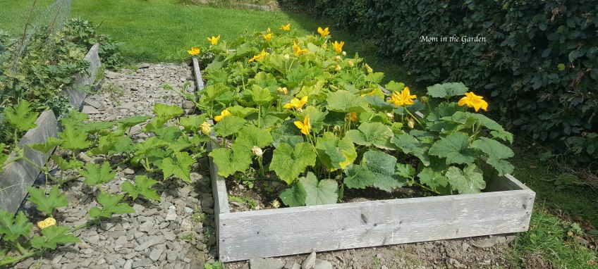 bed of pumpkin plants and blossoms