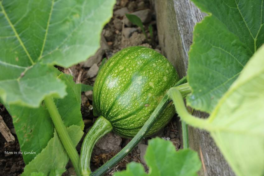 green baby pumpkin