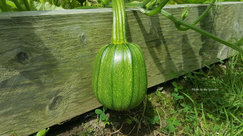 small pumpkin hanging from the vine