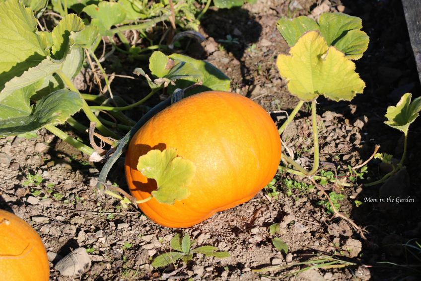 pumpkin in sunlight