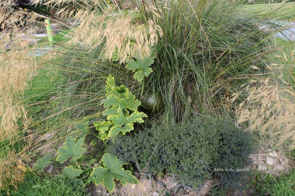 pumpkin growing in an ornamental grass