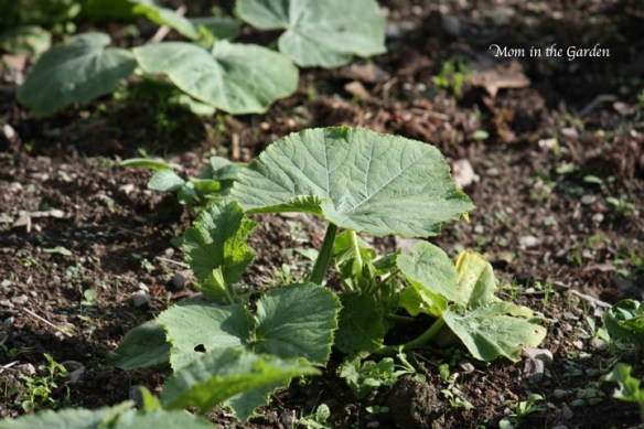 a young pumpkin plant