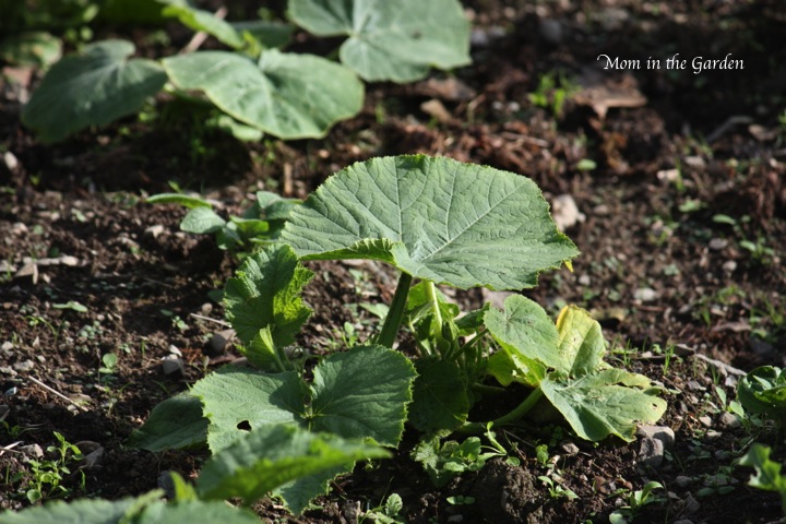 a young pumpkin plant