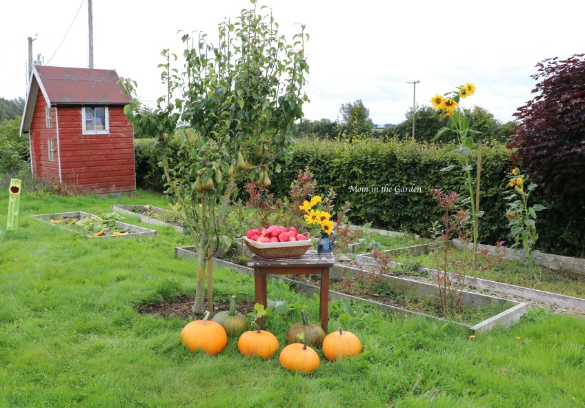 pumpkins, apples, pears, sunflowers in the garden