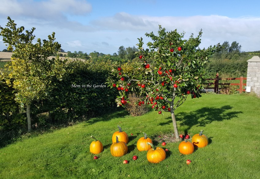 pumpkins and red apples