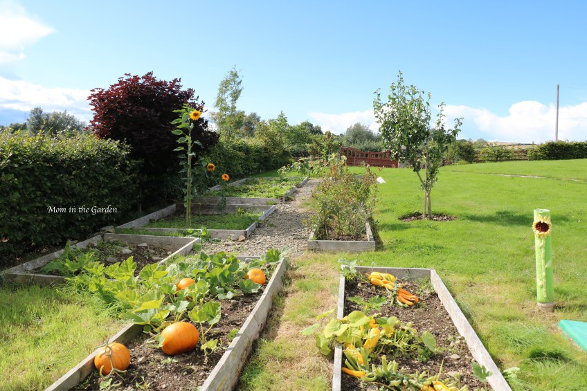 pumpkins and yellow squash in garden