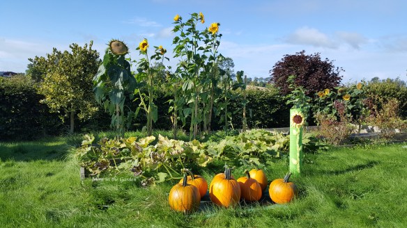 pumpkins and sunflowers