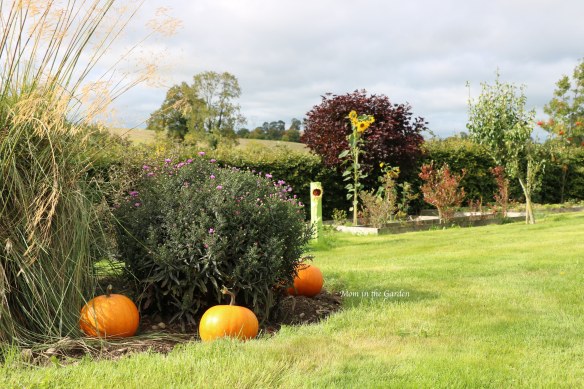pumpkins in the garden
