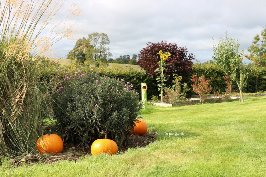 pumpkins in the garden