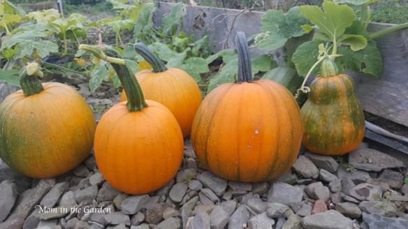different sized pumpkins