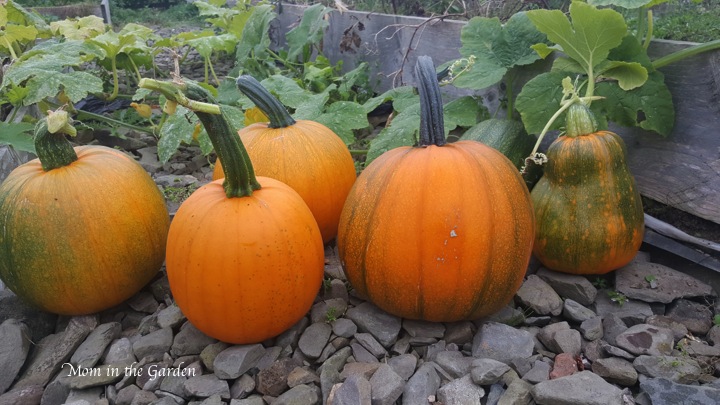 different sized pumpkins