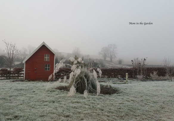 frosty winter garden