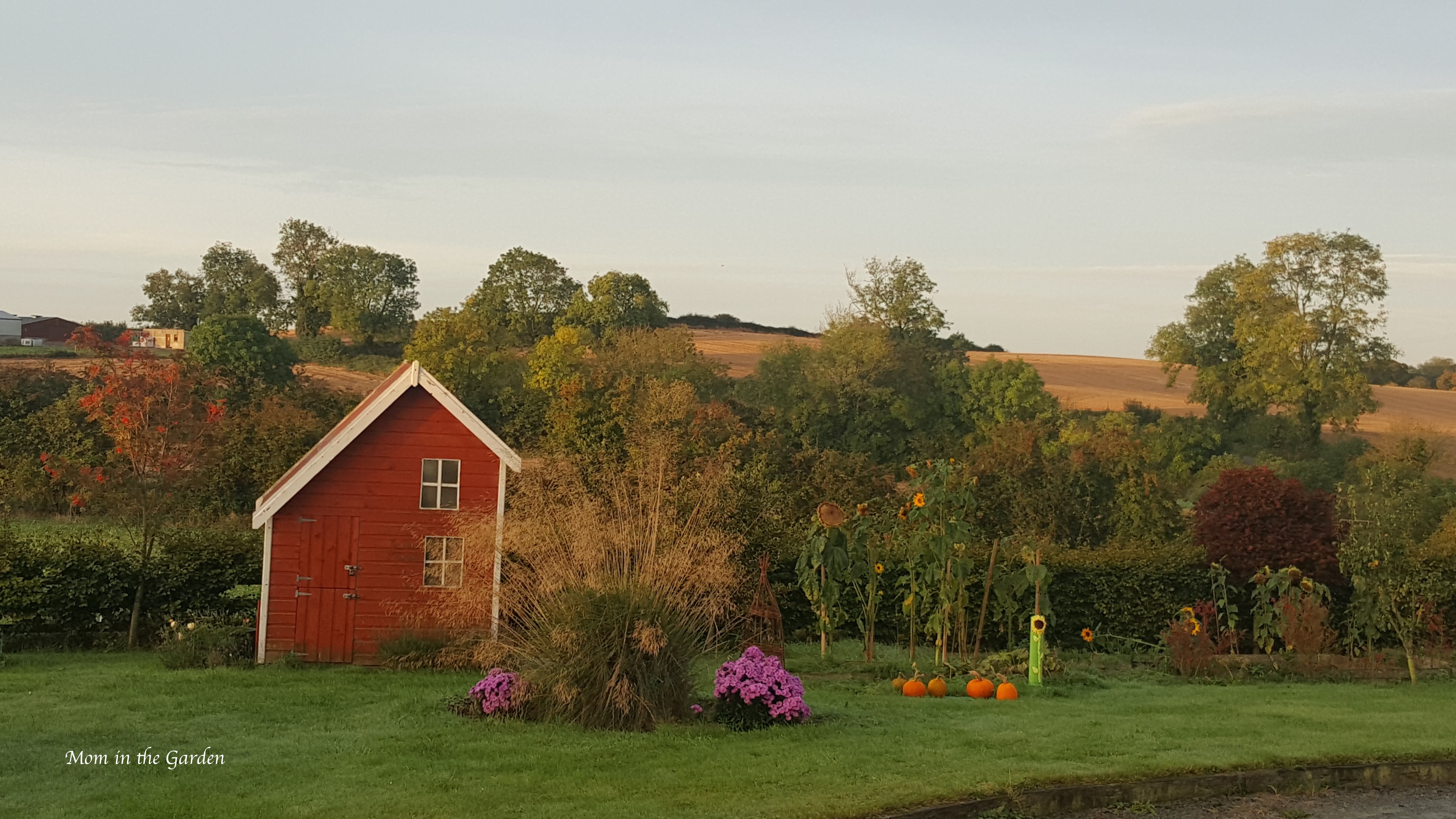 October garden with mums and pumpkins