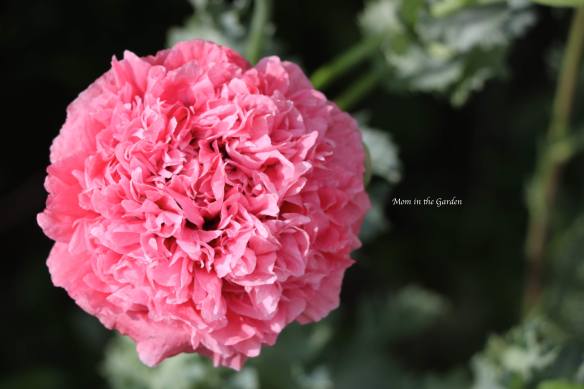 Pink ruffle poppy