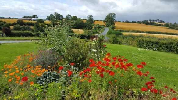 wild flower garden in July