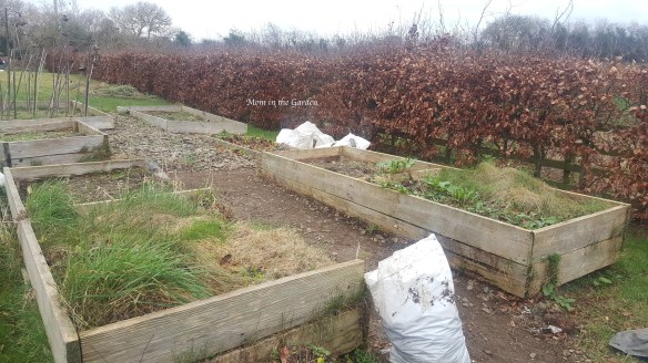 garden beds covered in weeds with cleared path