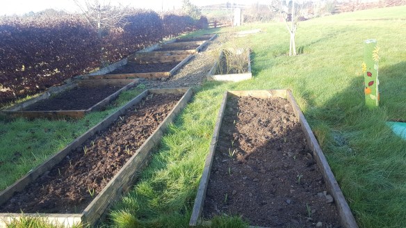 beds of garlic in the garden
