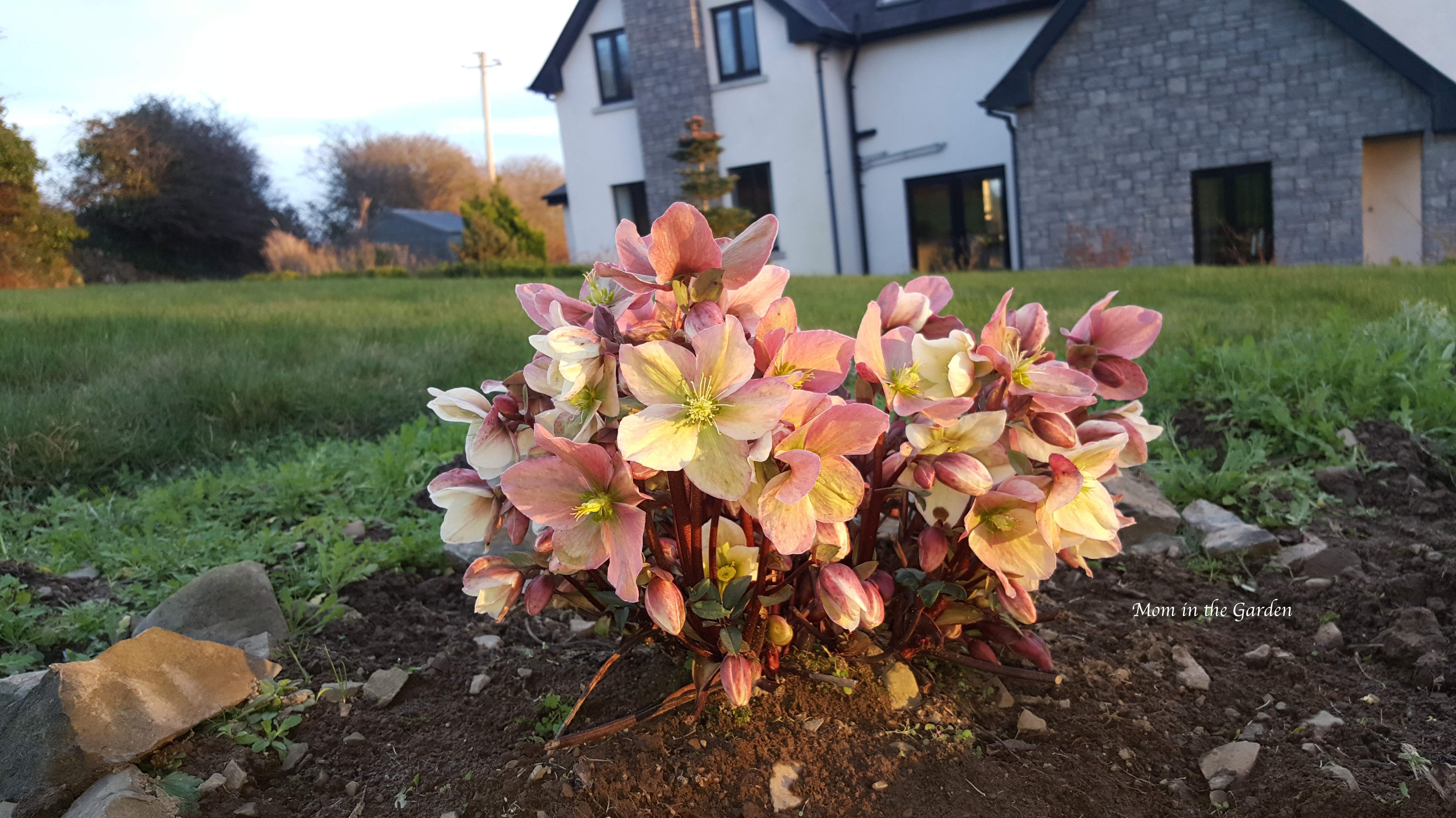 Hellebore Winter Sunshine