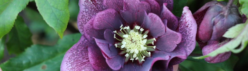 helleborus double ellen red