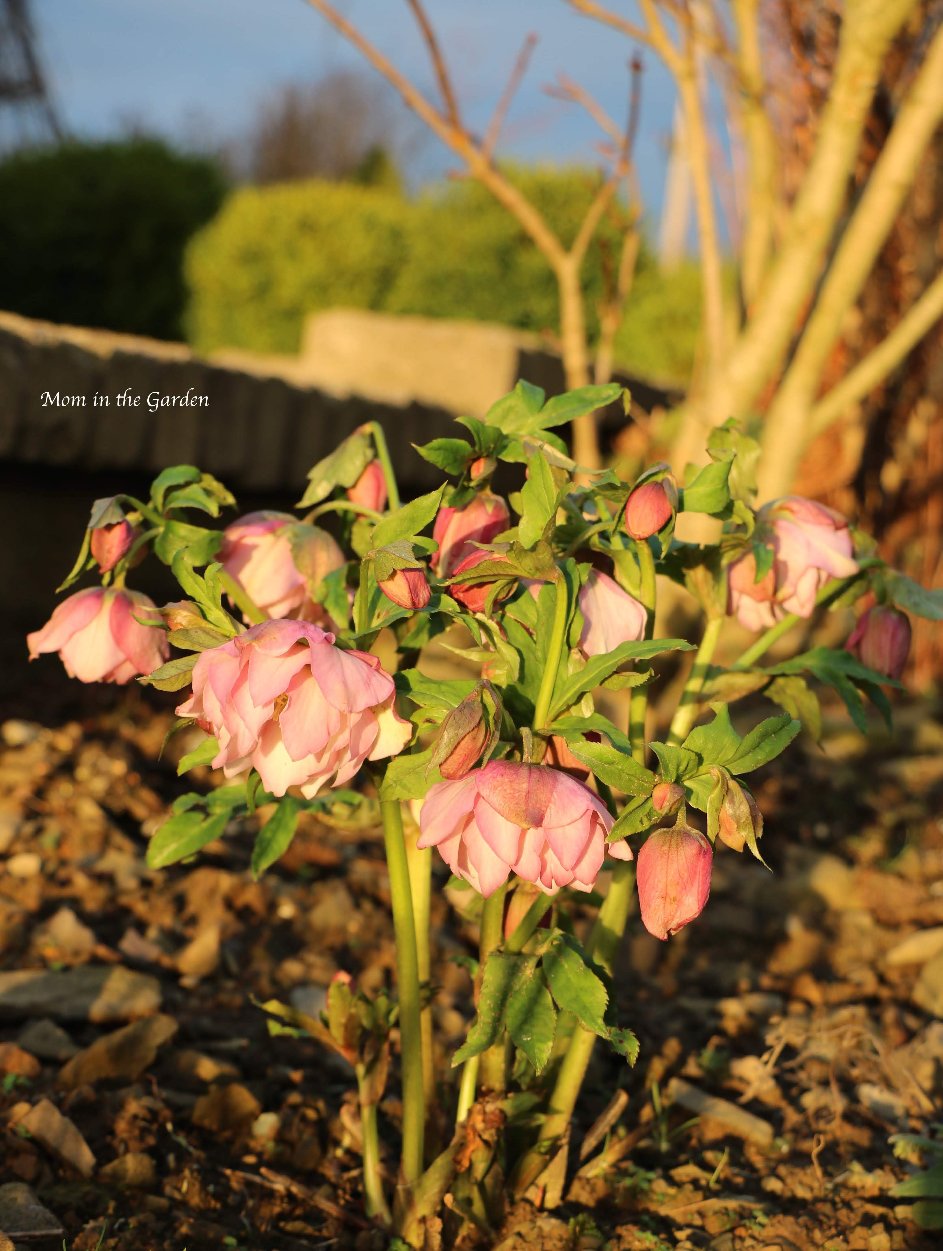 Helleborus frilly Isabelle