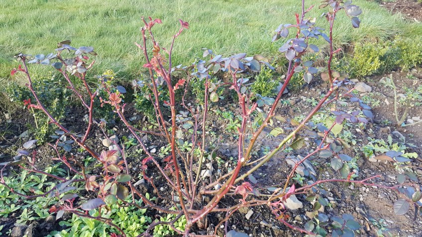 rose shrub in February