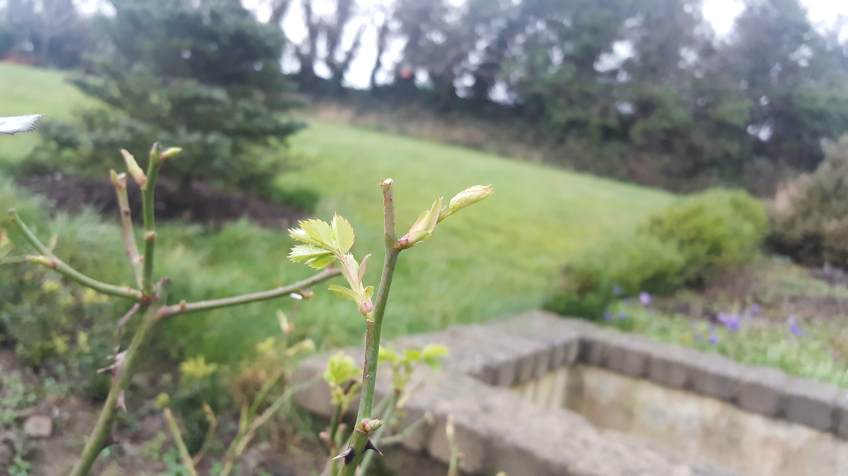 rose shrub with 2 new buds