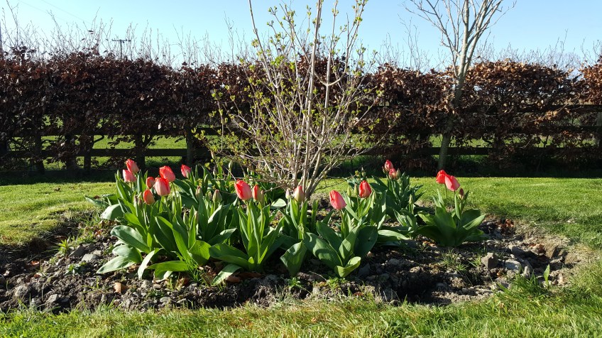 Viburnum opulus 'Roseum' tulips Don Quichotte and Mystic van Eijk